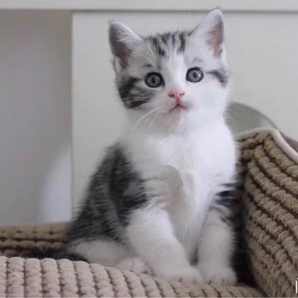 宠物狗Cat_宠物图片蛇