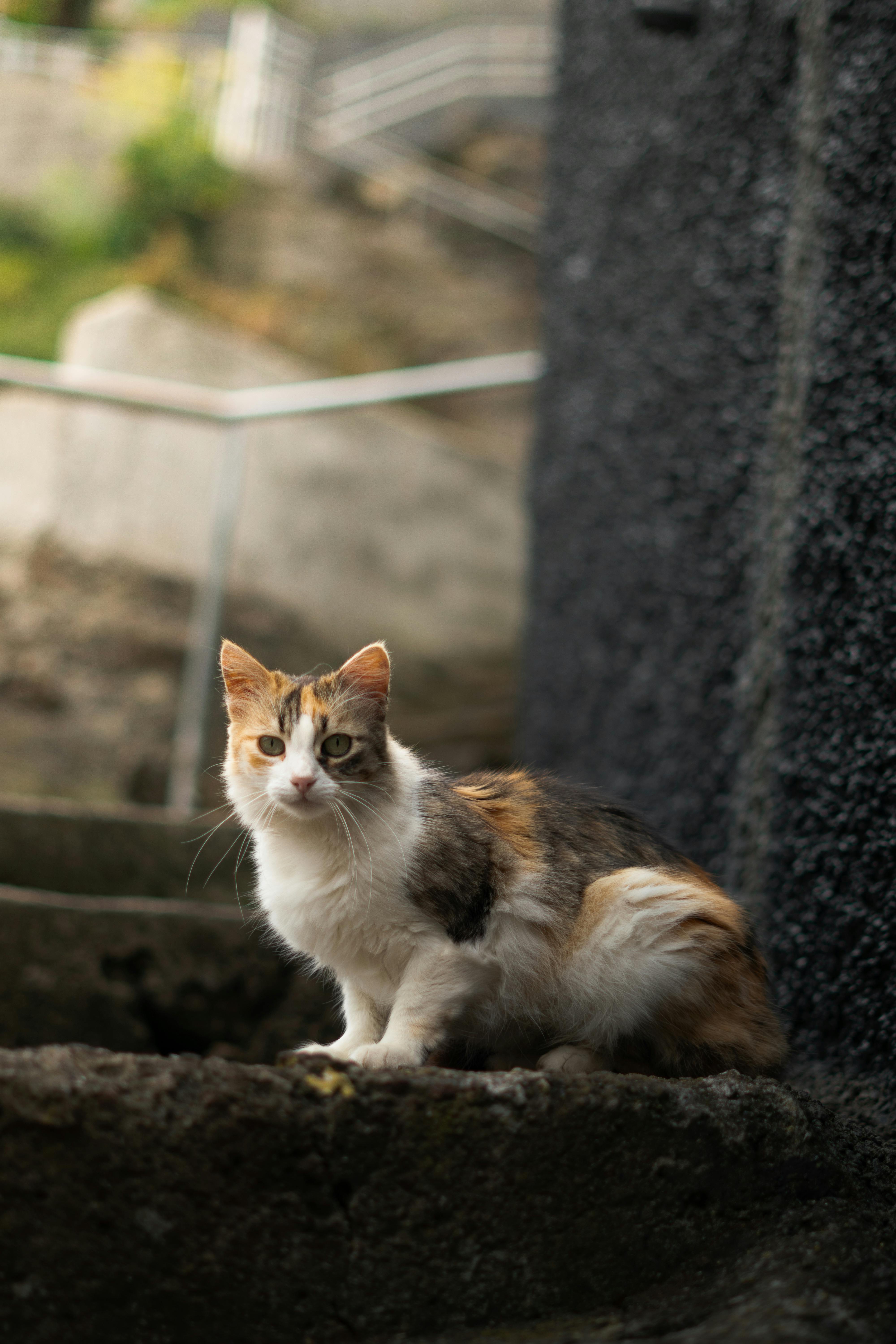 美景图片峨眉山_葡萄牙丰沙尔石阶上的猫