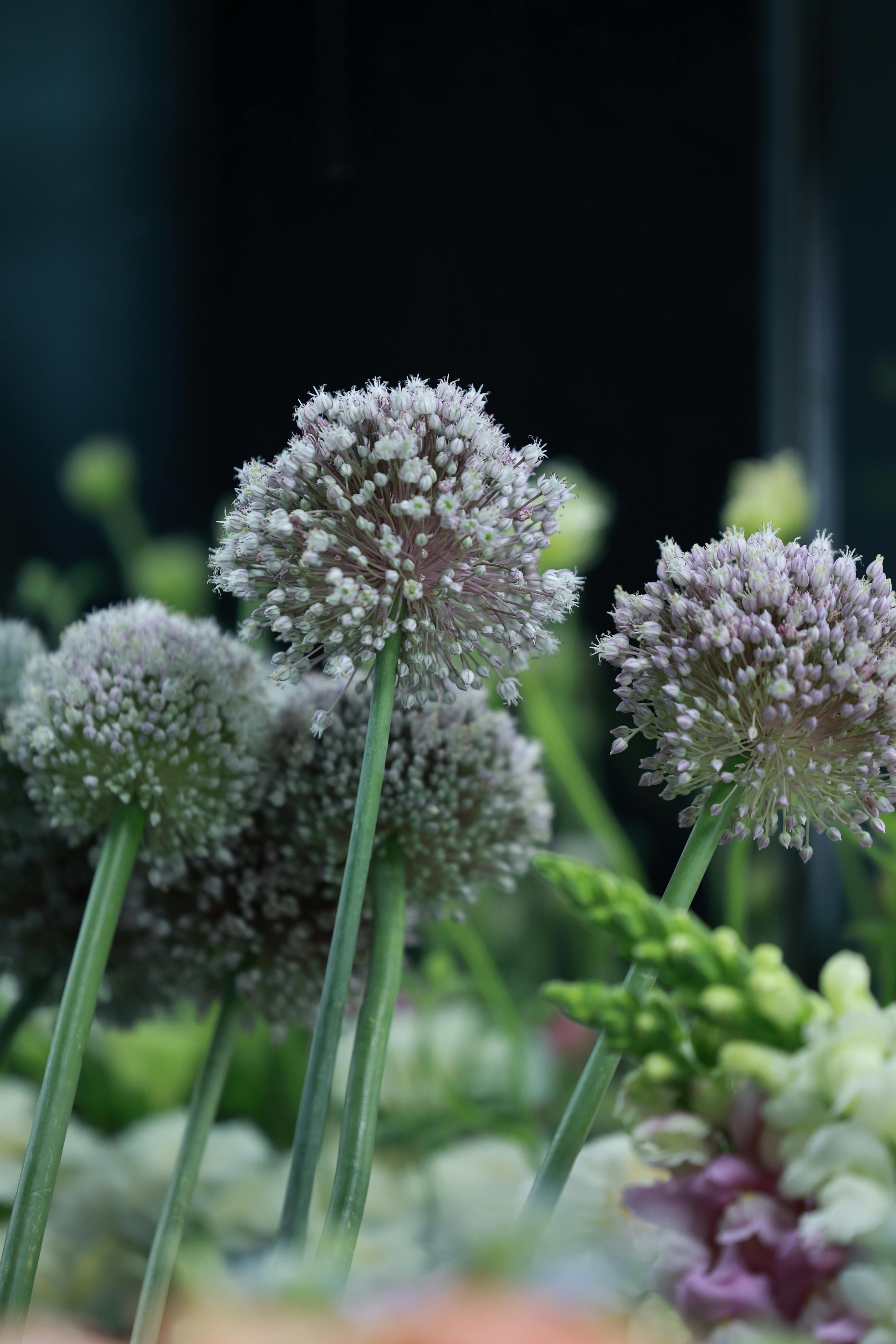 美景图片Capital_盛开的鲜艳白菊花