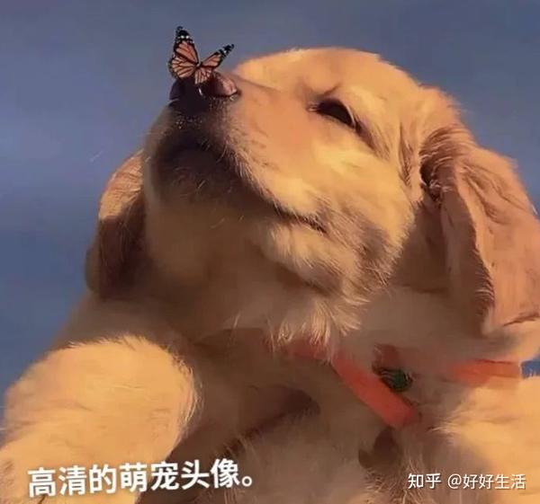 宠物图片Chocolate_宠物图片狗的品种图片大全