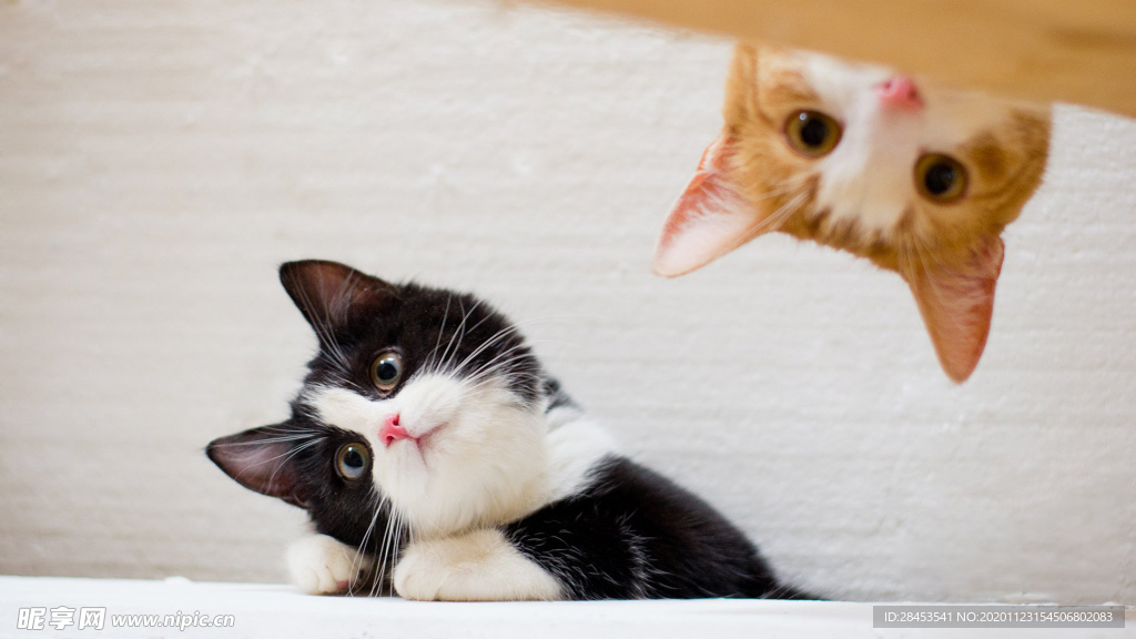 宠物猫Image_宠物图片照片