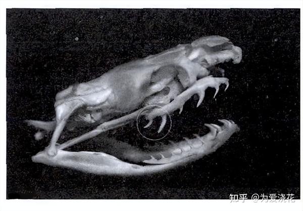 宠物猫2_宠物图片小精灵