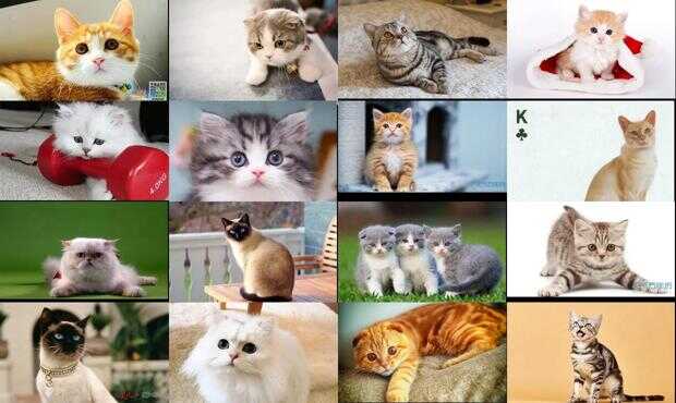 宠物猫壁纸_宠物图片蛇