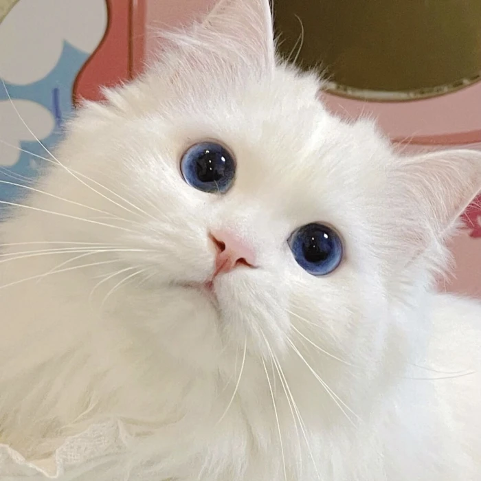 宠物猫的品种图片大全养荷兰猪_宠物图片蛇