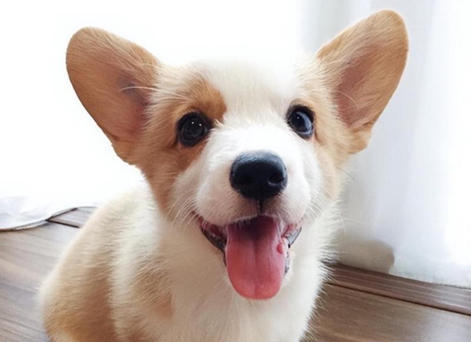 宠物狗的品种图片大全Perros_宠物图片狗狗图片品种大全