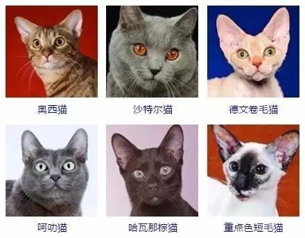 宠物狗狗图片品种大全Conejo_宠物图片小精灵