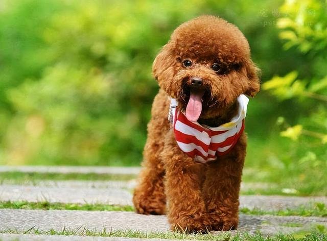 宠物狗Vet_宠物图片猫