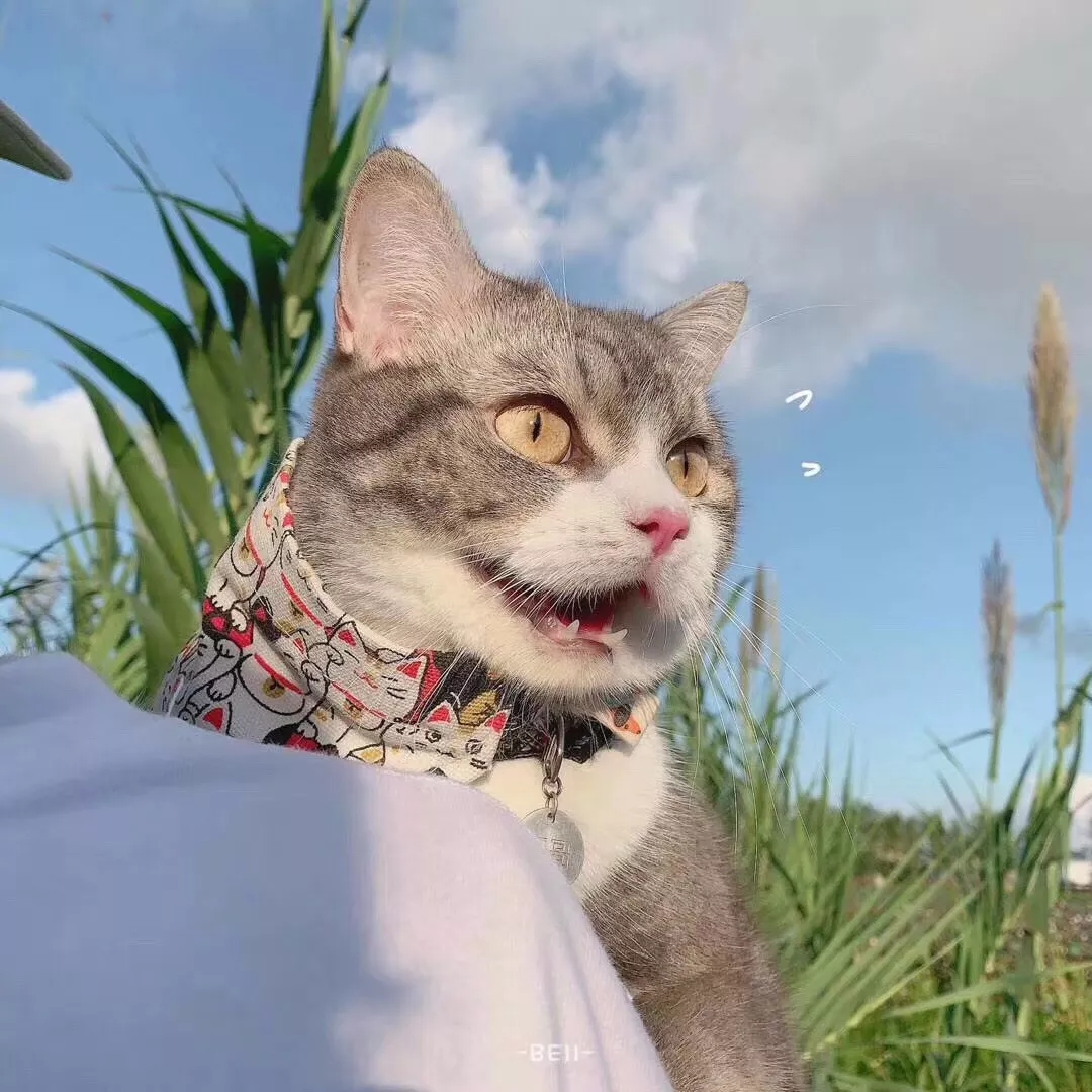 宠物猫陈兴国_宠物图片猫的品种图片大全