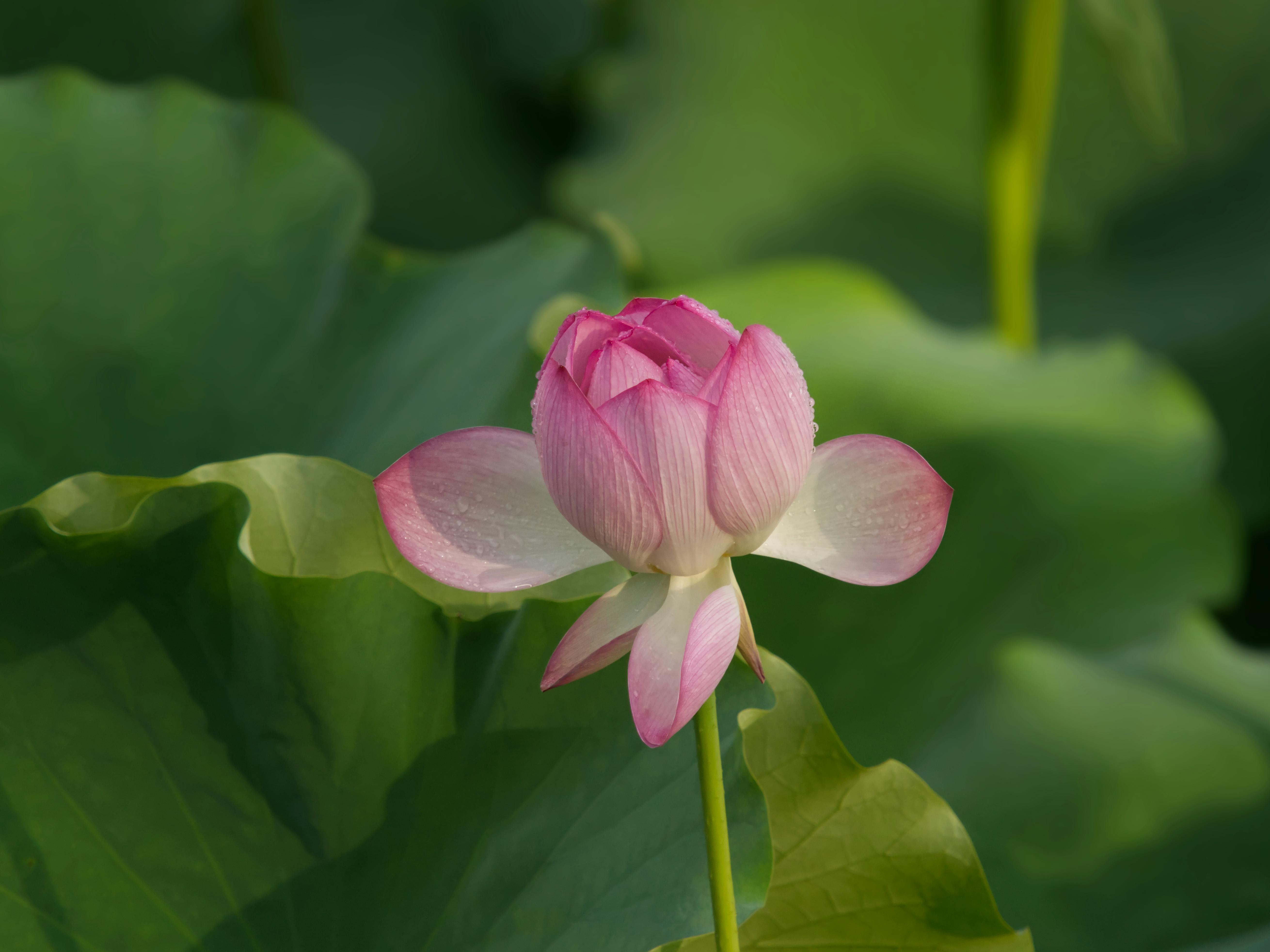 美景图片for_迷人的河畔小屋，绿树成荫