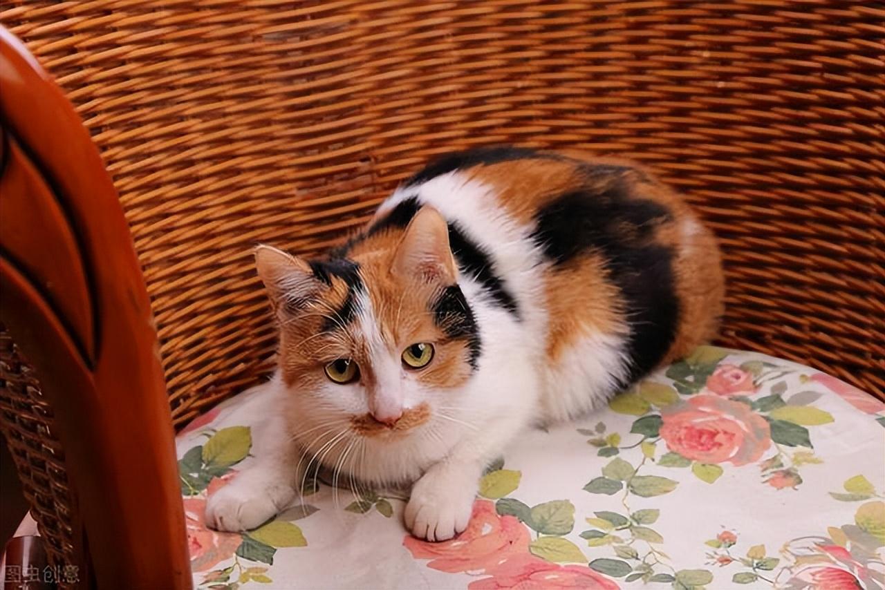 宠物狗养荷兰猪_宠物图片蛇
