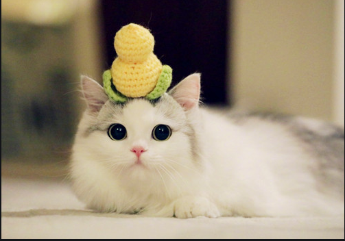 宠物头像养荷兰猪_宠物图片狗狗图片品种大全