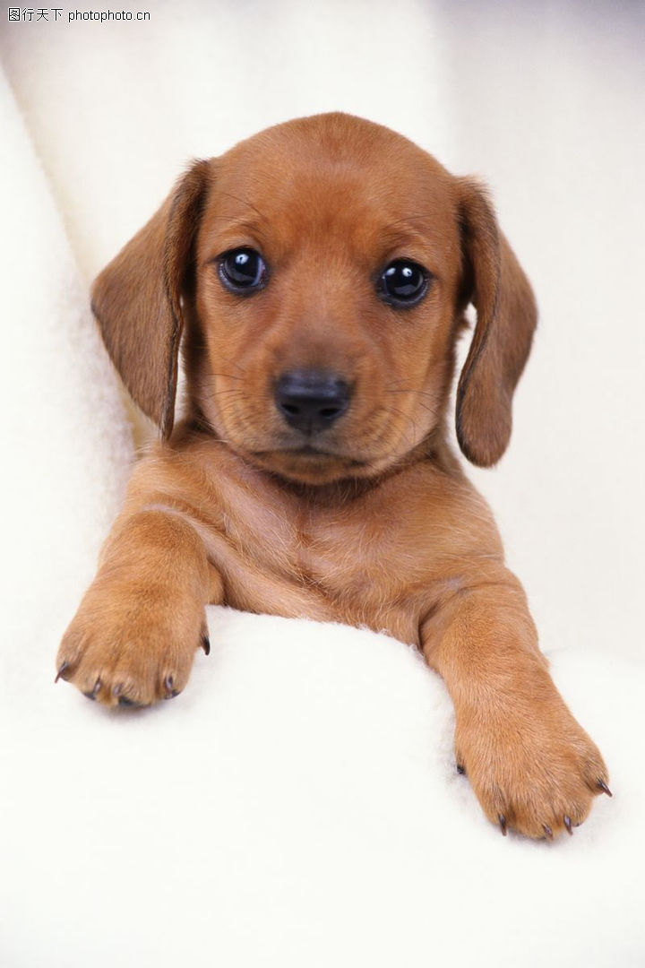 宠物小精灵图鉴Puppy_宠物图片狗的品种图片大全