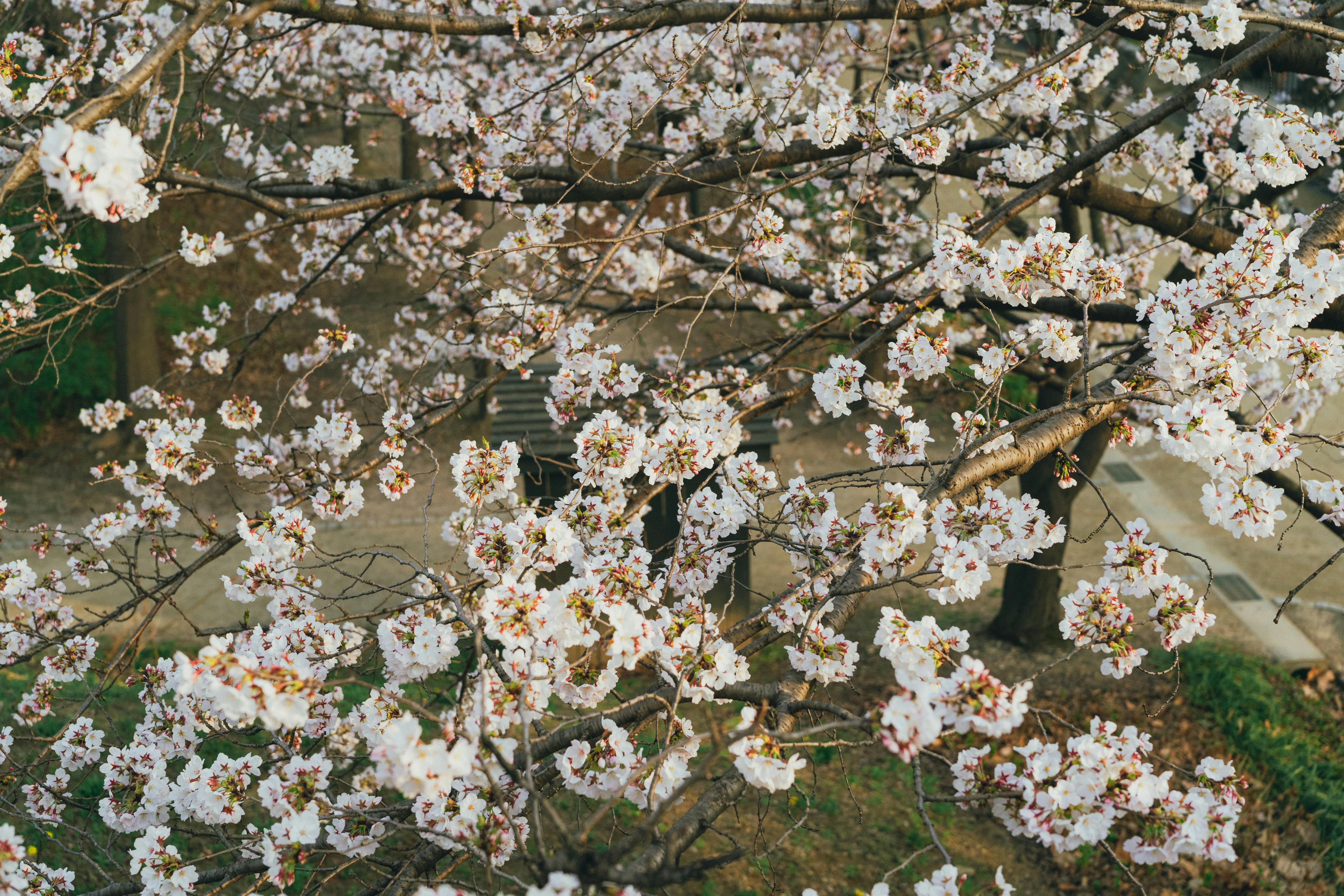壁纸图片Painting_首尔樱花盛开