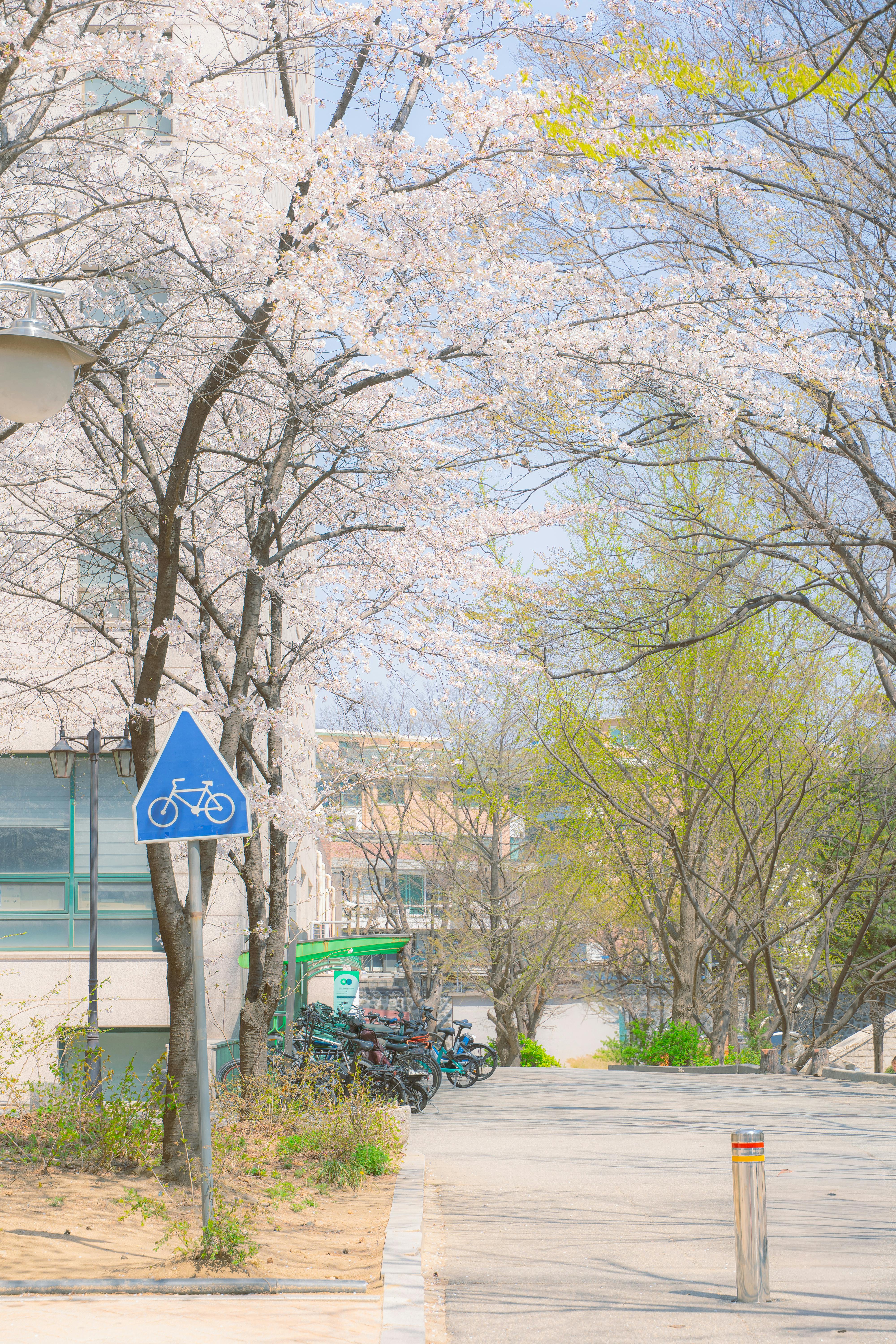手机壁纸for_现代白色独栋住宅外观