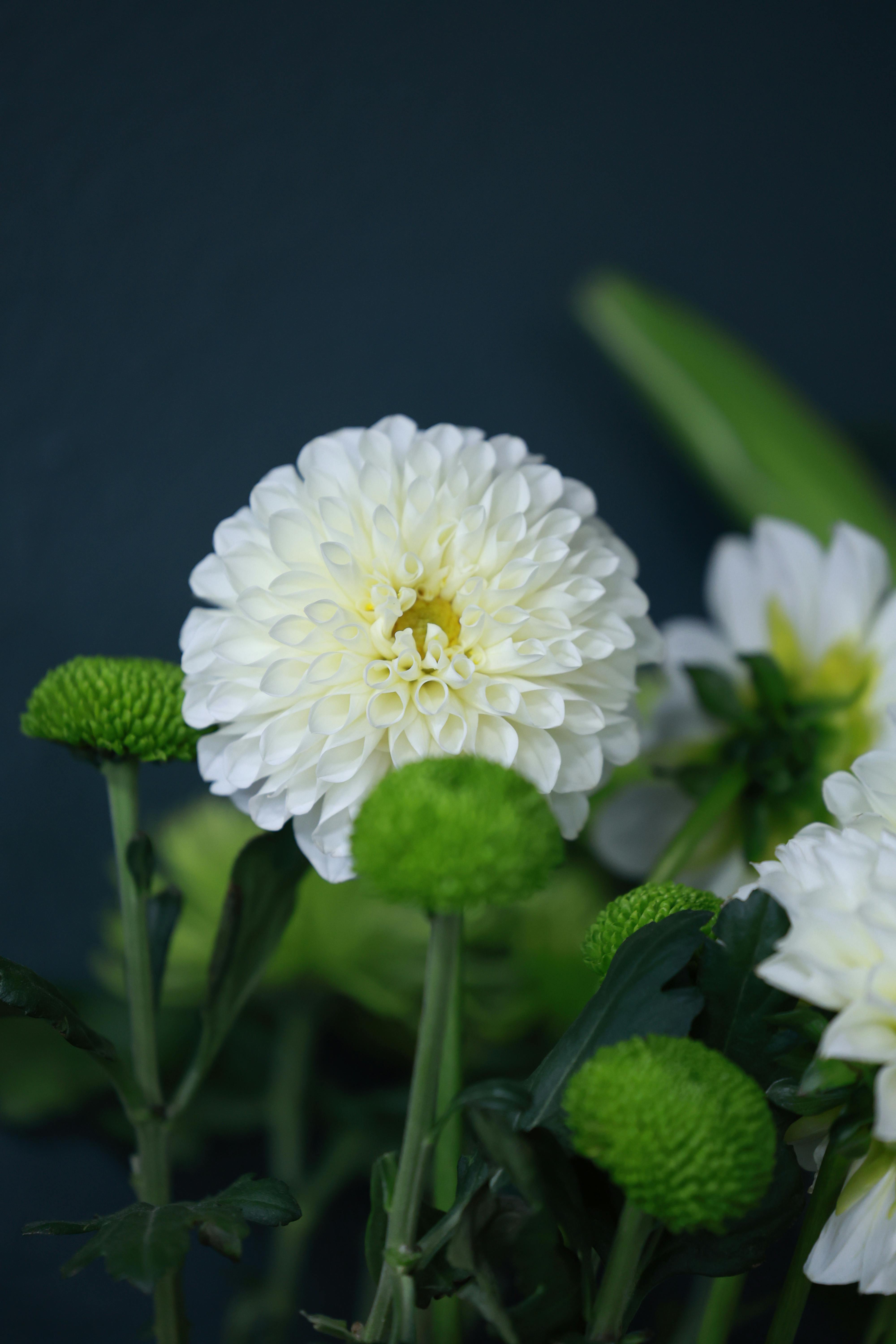 美女壁纸Windows_带有绿色点缀的白色菊花特写