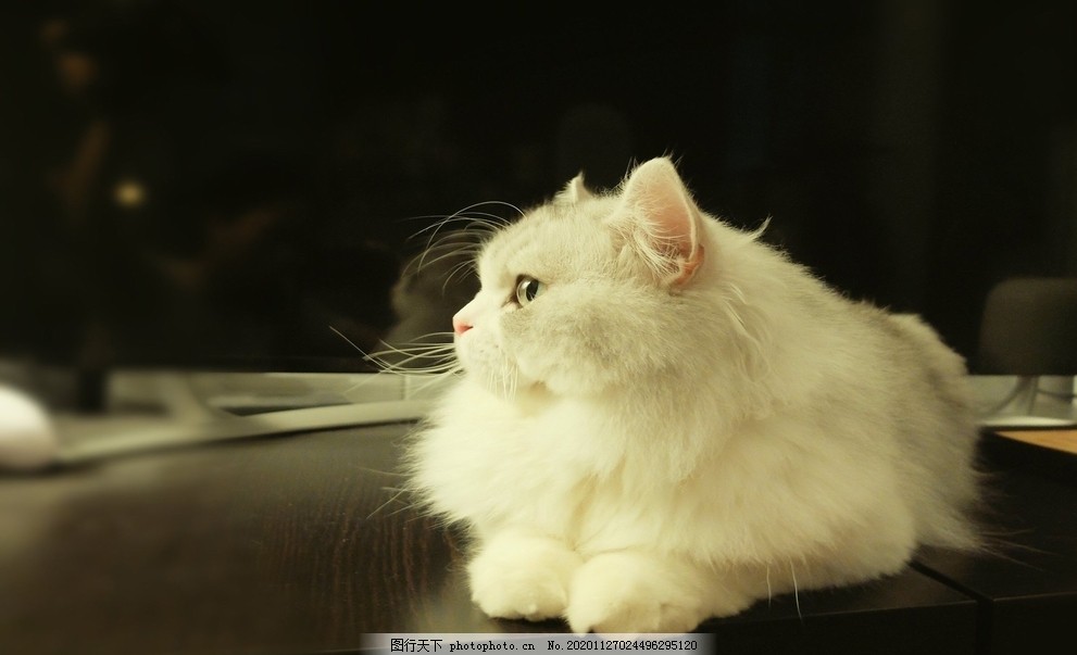 宠物猫马尔济斯犬_宠物图片头像