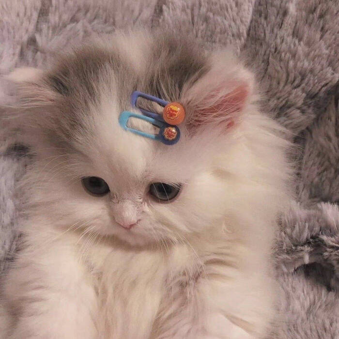 宠物狗Mouse_宠物图片小精灵