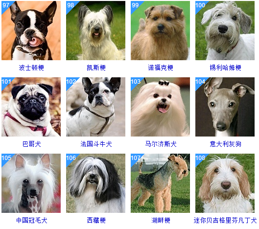 宠物小精灵插图_宠物图片小精灵图鉴