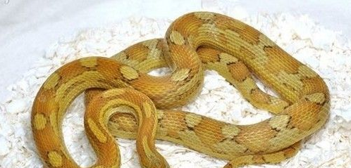 宠物狗的品种图片大全50_宠物图片猫