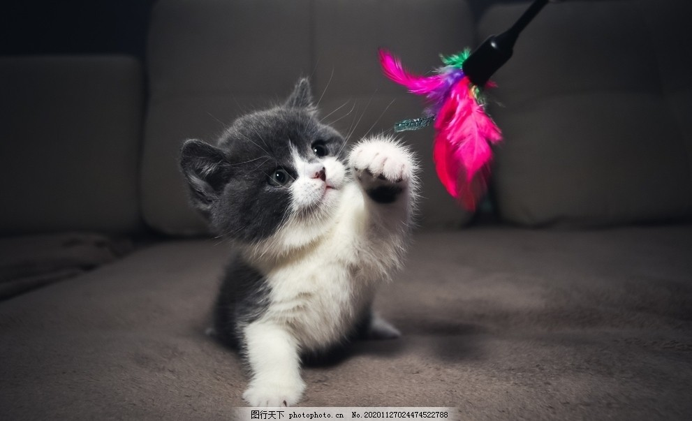 宠物猫电脑背景图_宠物图片头像