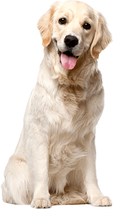 宠物蛇Pet_宠物图片狗