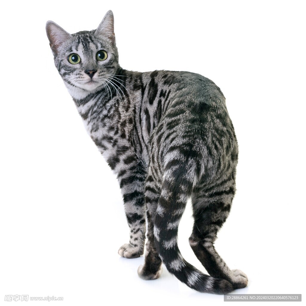 宠物猫的品种图片大全小型_宠物图片狗