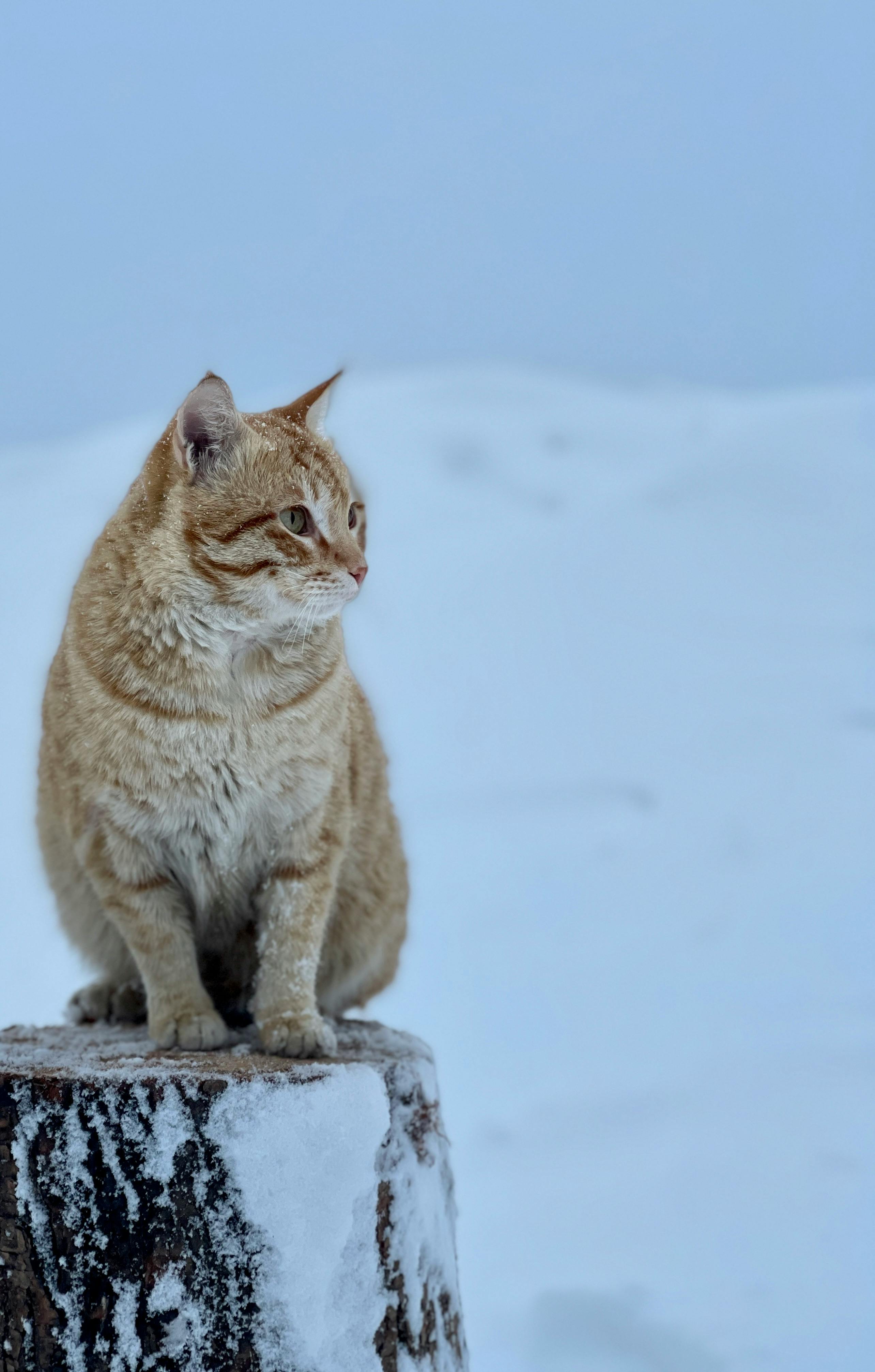 美景图片背景图网_姜猫探索雪景冬日
