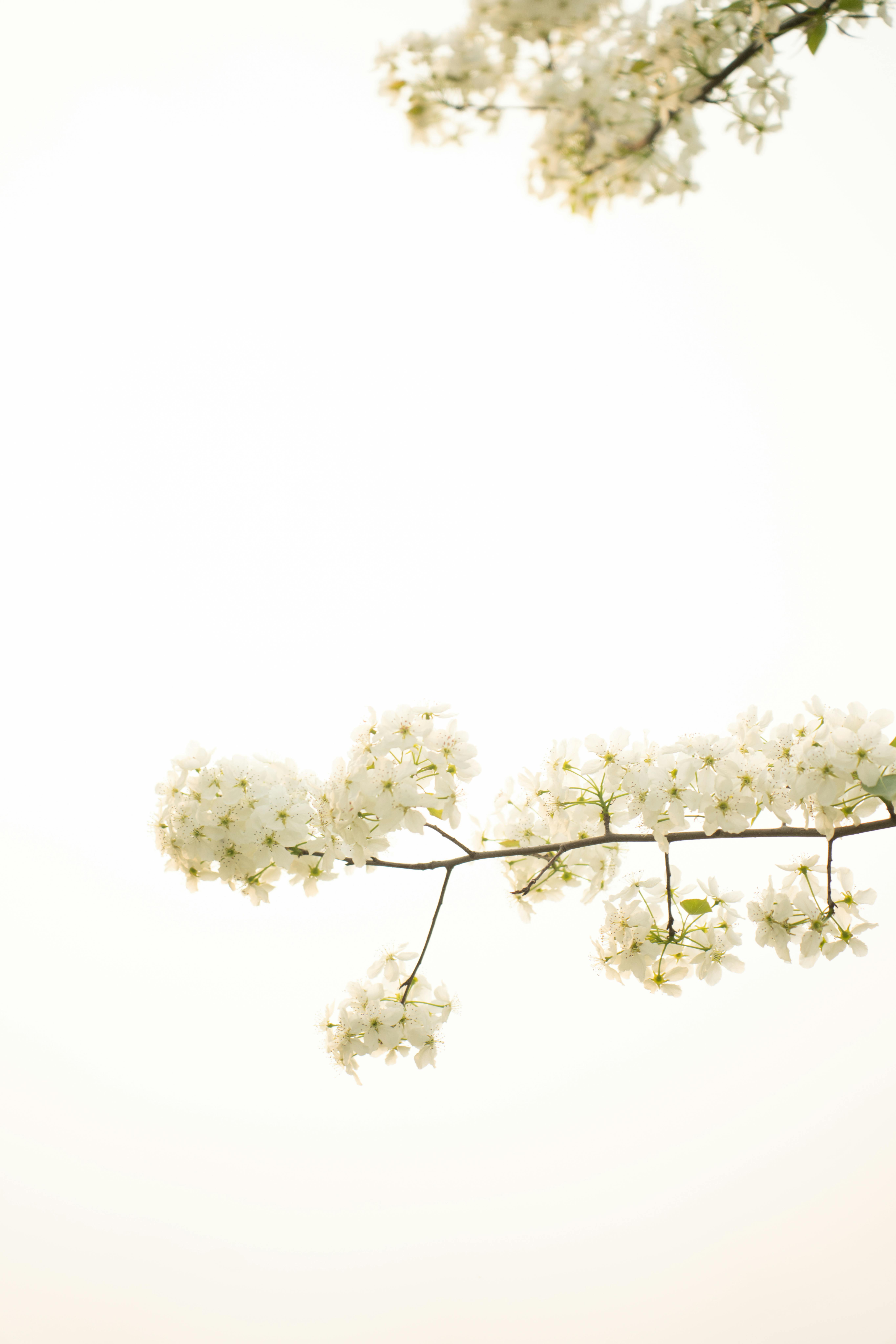 壁纸图片宫崎骏_用鲜花和书籍布置夏季野餐