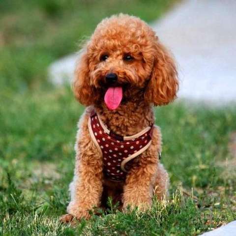 宠物小精灵Dog_宠物图片蛇