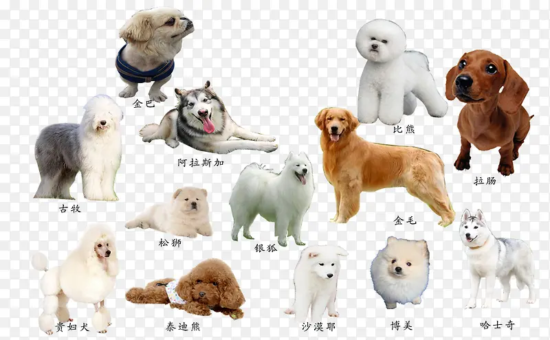 宠物狗狗图片品种大全Order_宠物图片猫
