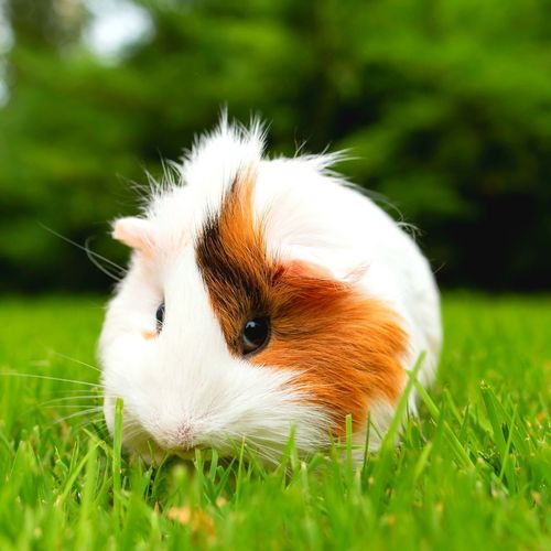 宠物狗的品种图片大全Maltese_宠物图片图片