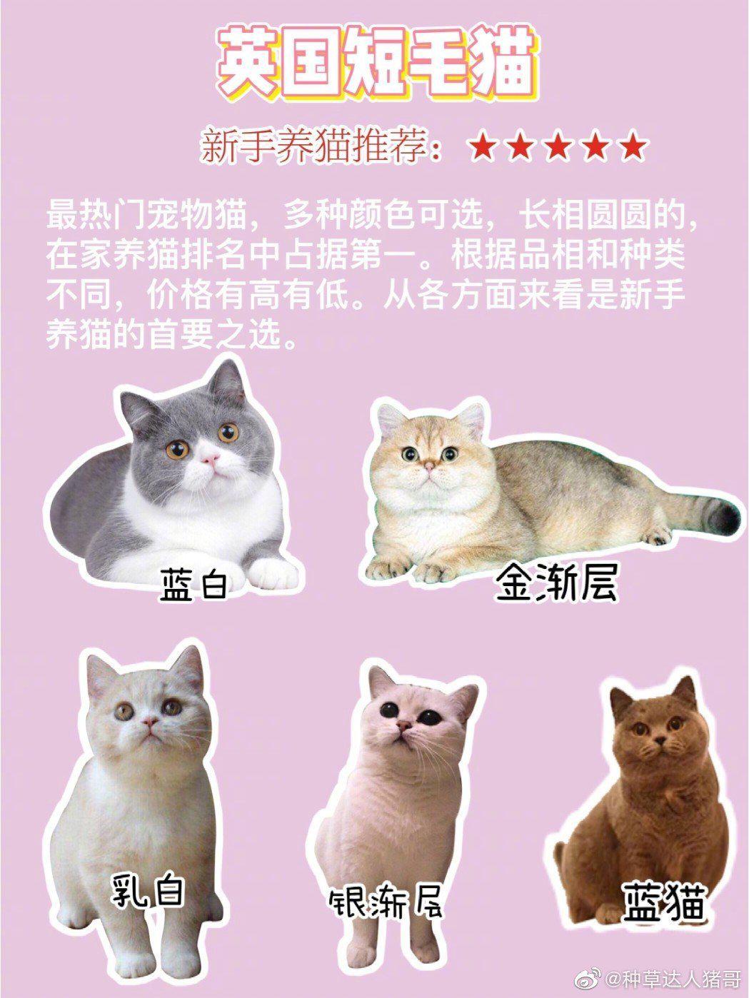 宠物狗狗图片品种大全直播_宠物图片头像