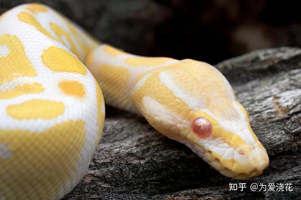 宠物猫可爱图片_宠物图片小精灵图鉴
