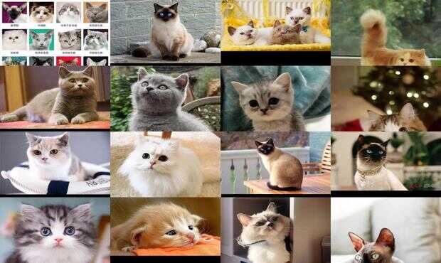 宠物狗的品种图片大全猫猫_宠物图片狗