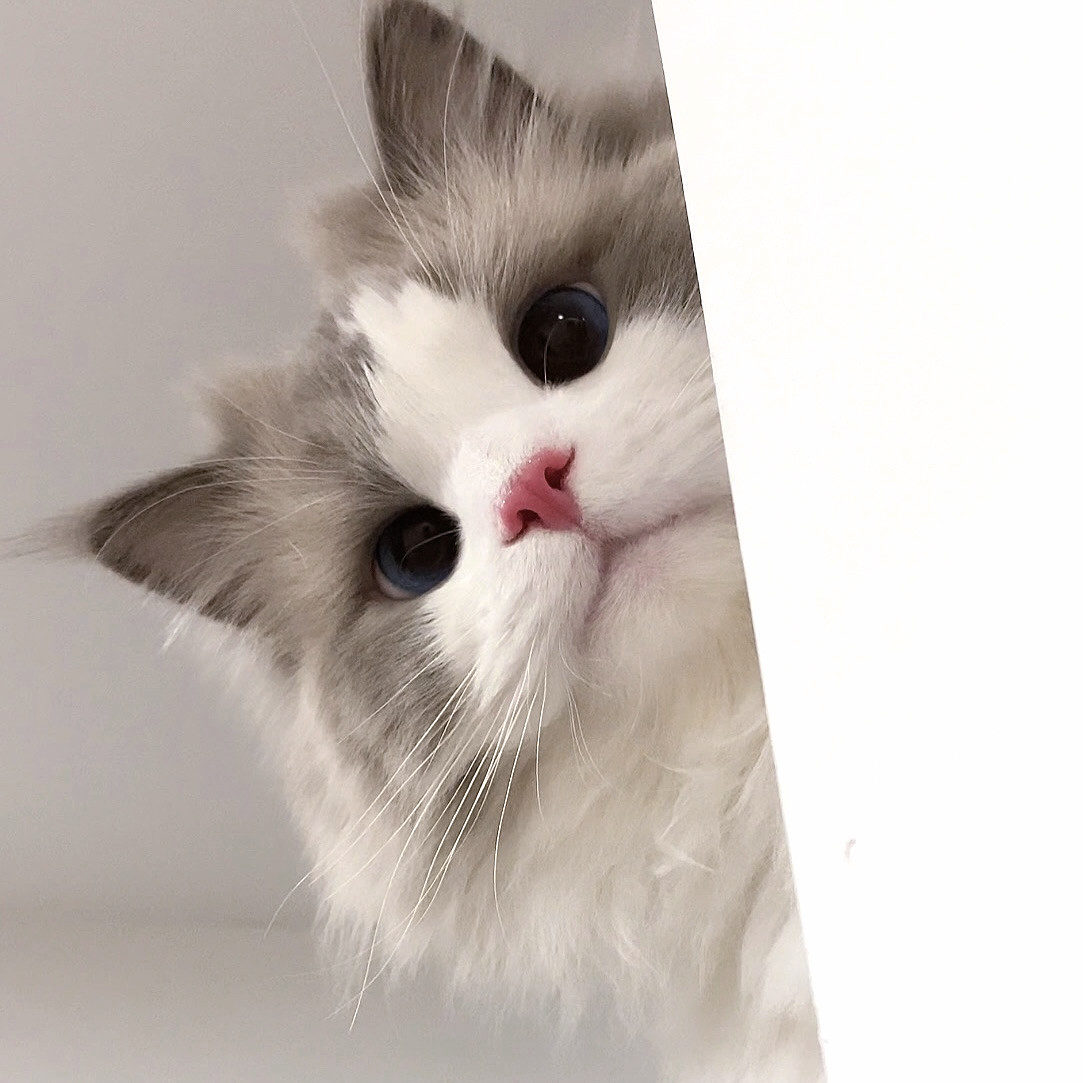 宠物猫的品种图片大全宠物头像_宠物图片狗