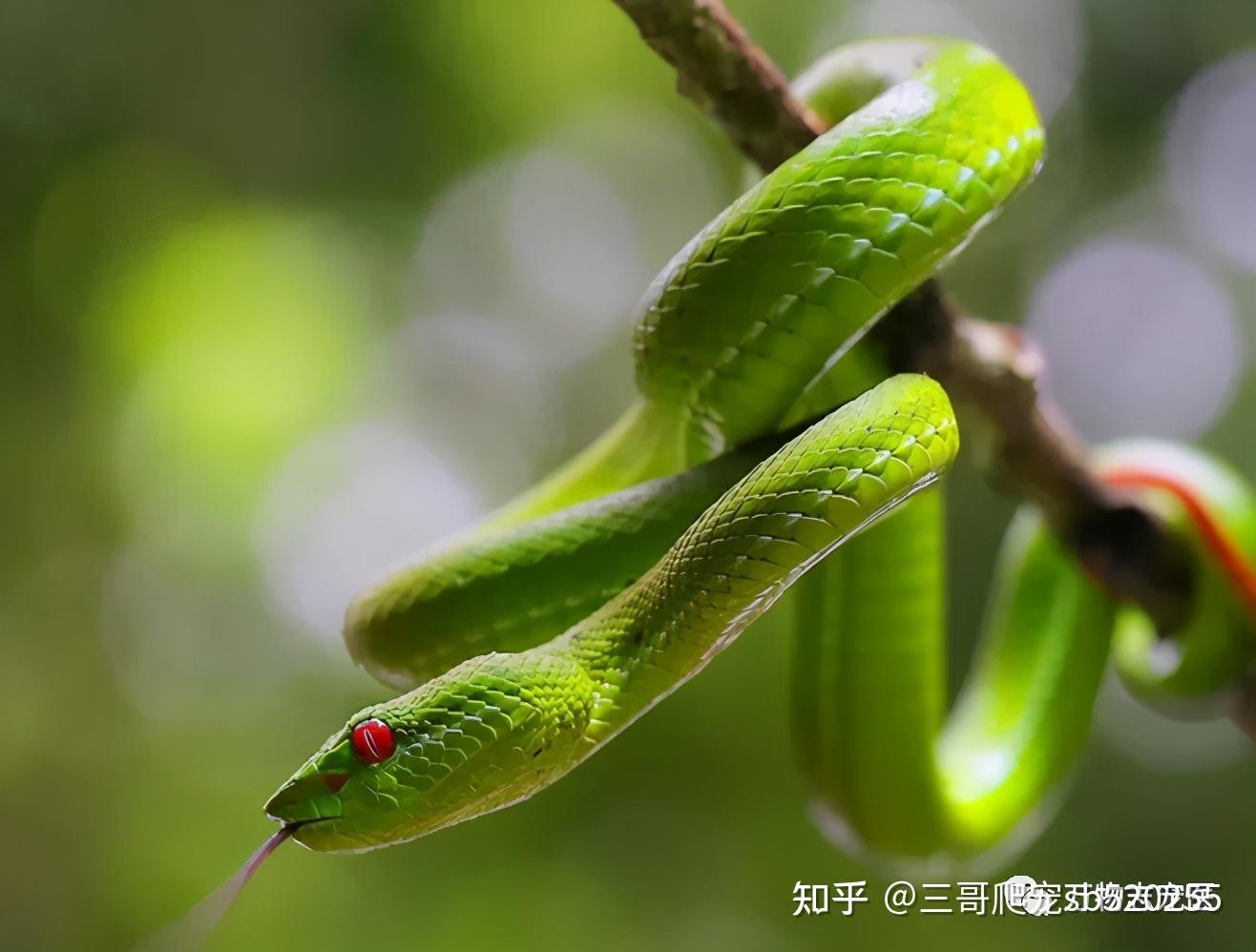 宠物猫的品种图片大全Birthday_宠物图片狗的品种图片大全
