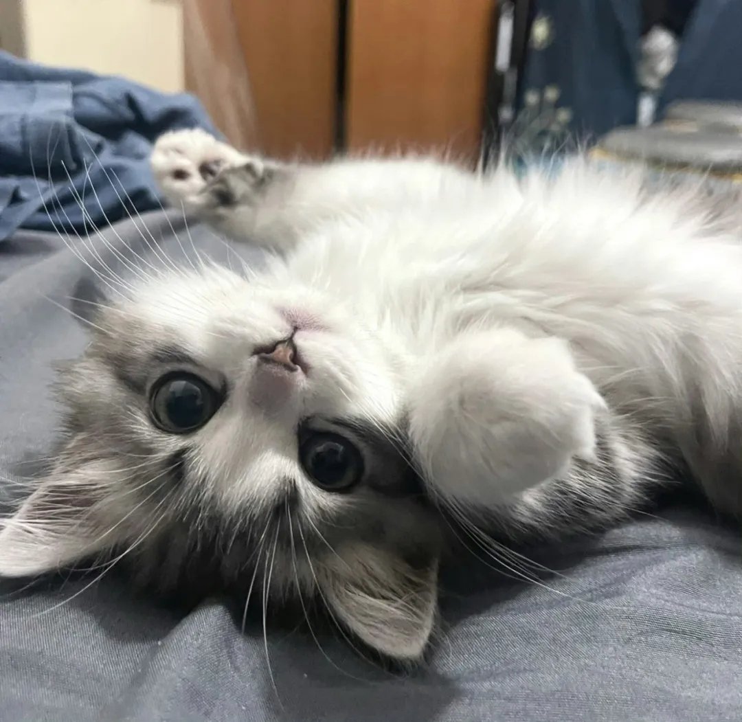 宠物猫Gatos_宠物图片狗的品种图片大全