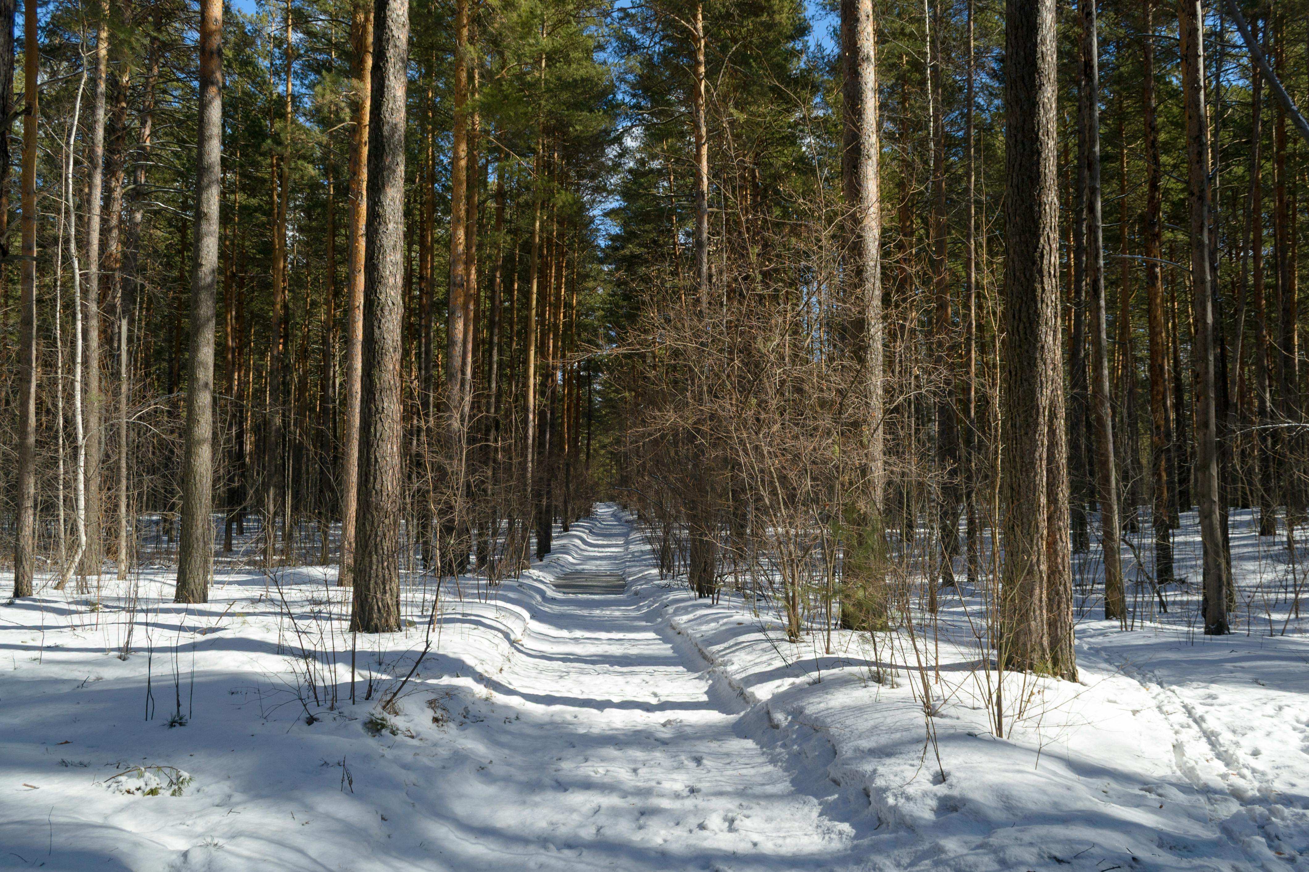 手机壁纸Ultra_宁静的白雪皑皑的森林与蓝天