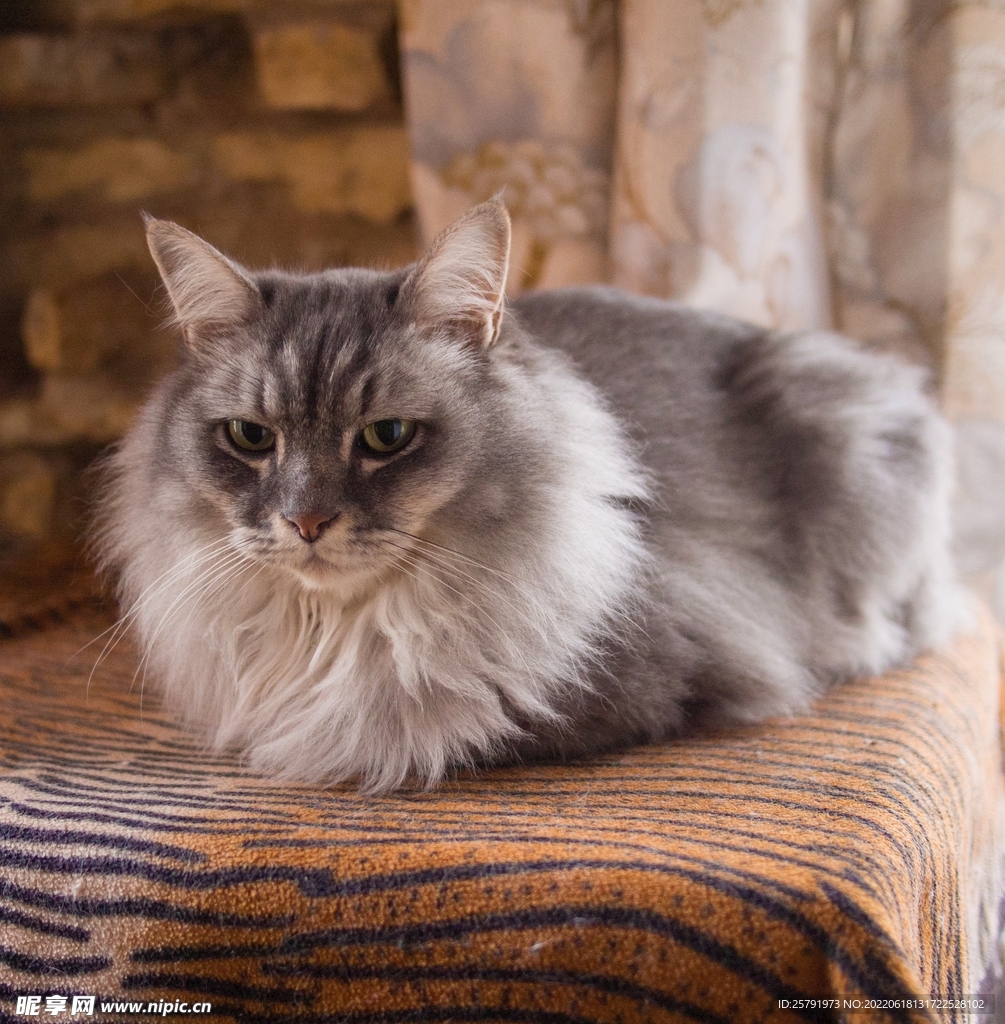 宠物猫的品种图片大全电针_宠物图片小精灵图鉴