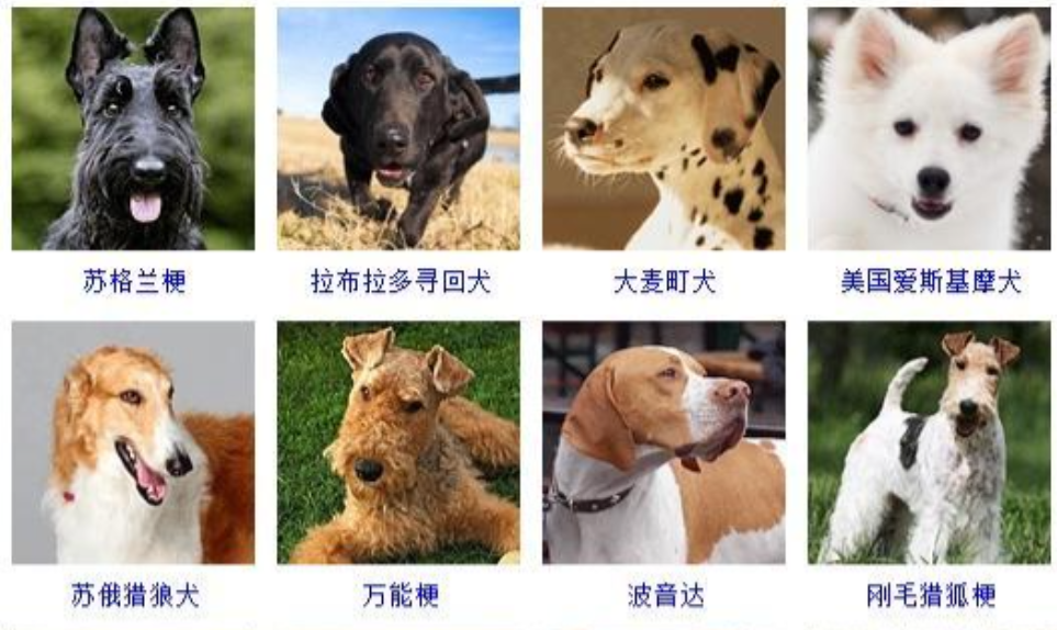 宠物猫Image_宠物图片狗