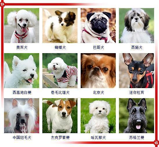 宠物小精灵生活_宠物图片猫