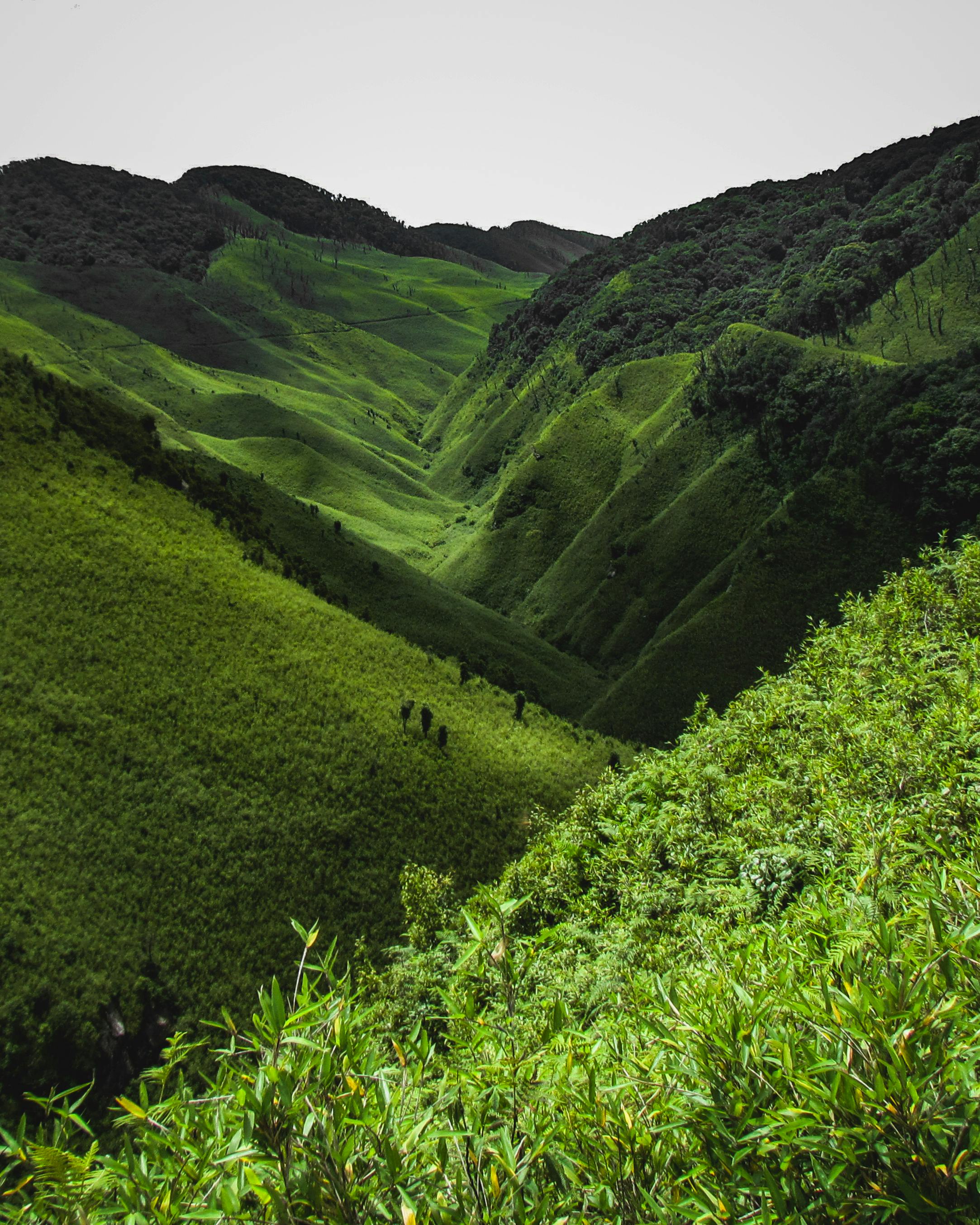 壁纸古风Backgrounds_印度维斯韦马郁郁葱葱的绿色山谷