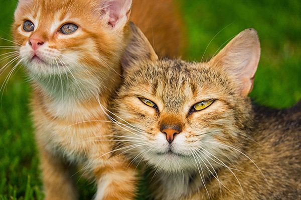 宠物狗宠物猪_宠物图片头像