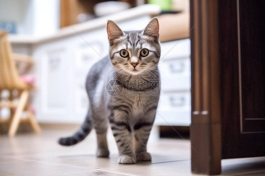 宠物猫的品种图片大全Image_宠物图片小精灵