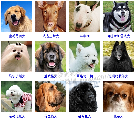 宠物头像猫咪_宠物图片猫