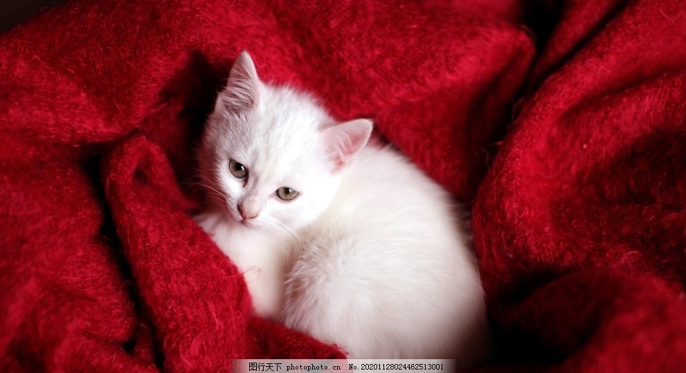宠物猫Cute_宠物图片狗狗图片品种大全