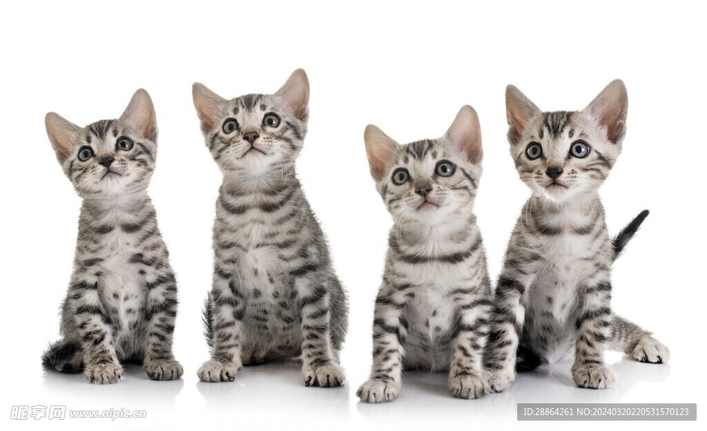 宠物猫的品种图片大全狗_宠物图片狗狗图片品种大全