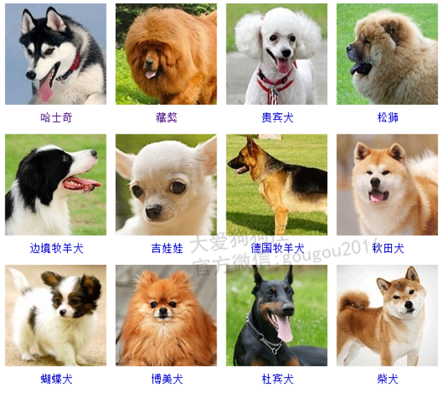 宠物小精灵背景白_宠物图片图片
