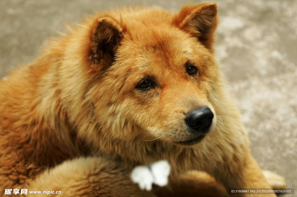 宠物图片Dog_宠物图片蛇