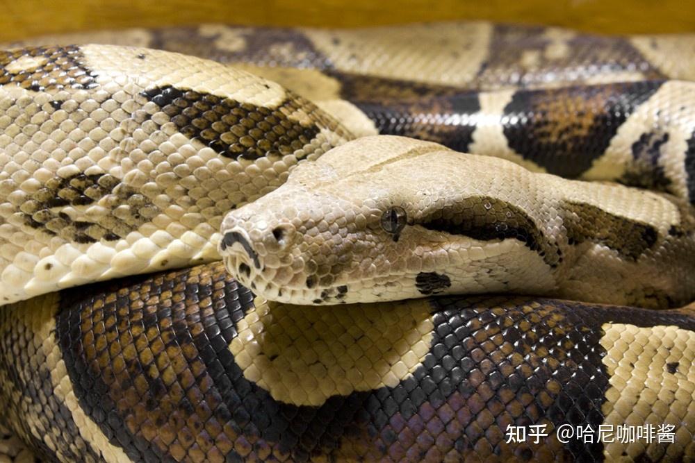 宠物头像猫猫_宠物图片狗
